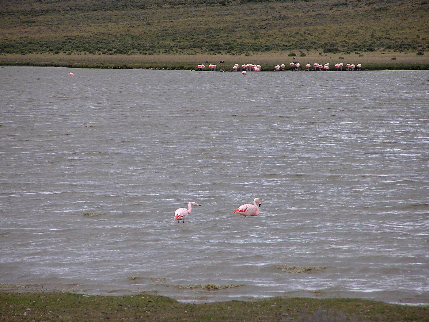 Chilean Flamingoes near Punta Arenas, Chile